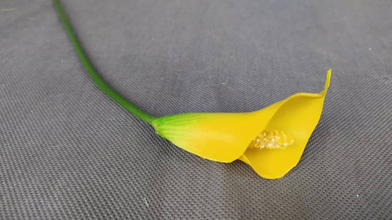 Calla