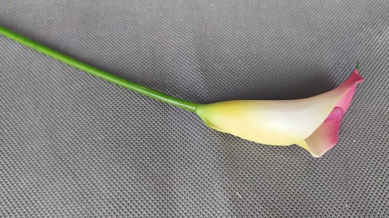 Calla