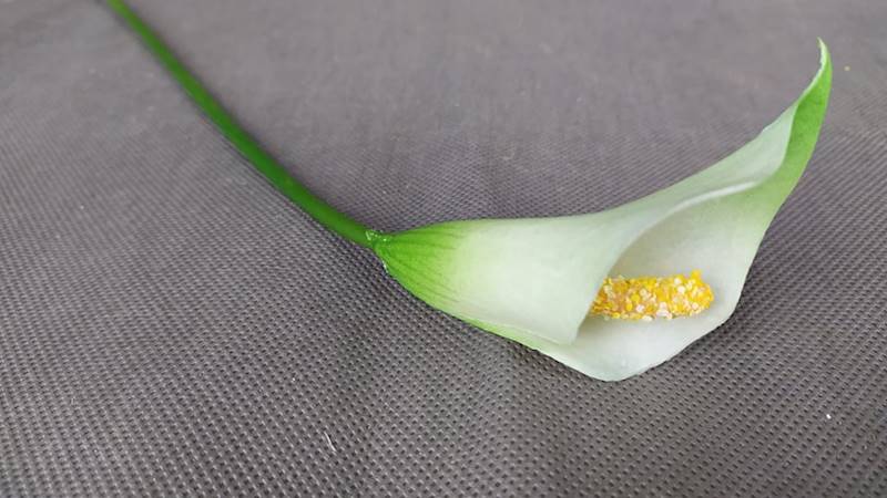 Calla