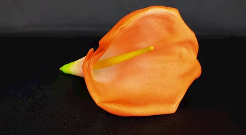 Calla 