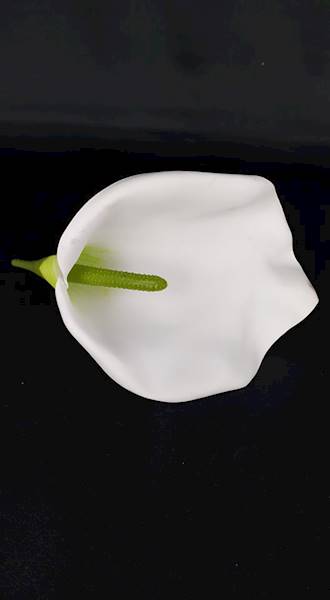 Calla 