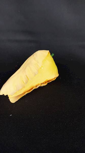 Tulipan