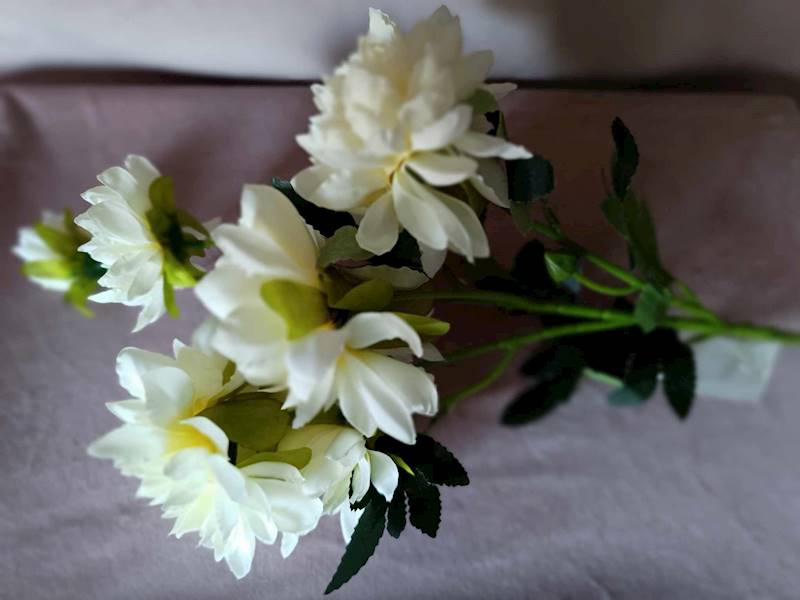 Dalia