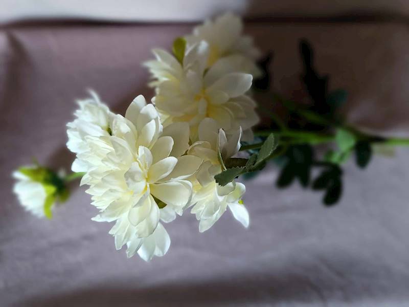 Dalia
