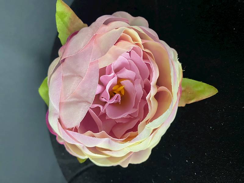 Peonia camelka