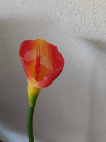 Calla