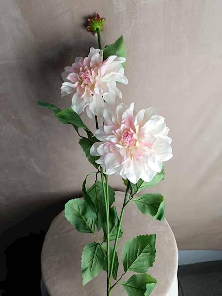 Dalia