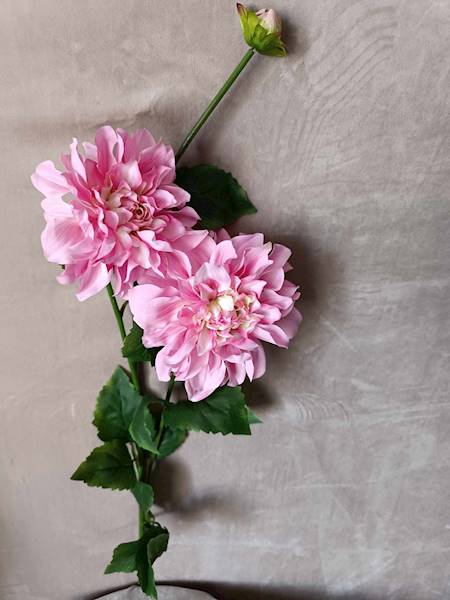 Dalia