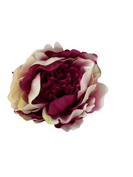 Peonia