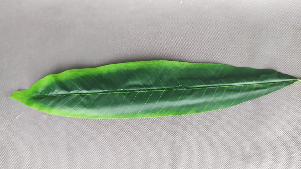 LIŚĆ DRACENY KOLOROWY