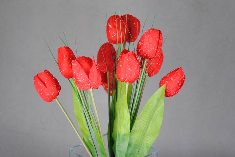 Tulipan