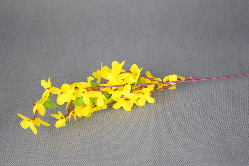 Forsycja