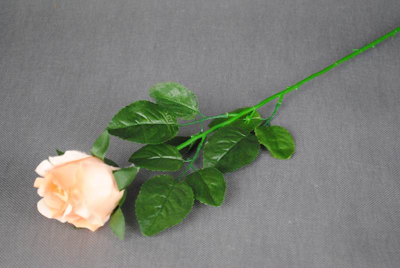 Róża