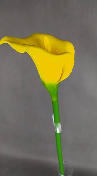 Calla