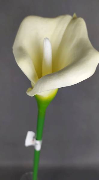 Calla