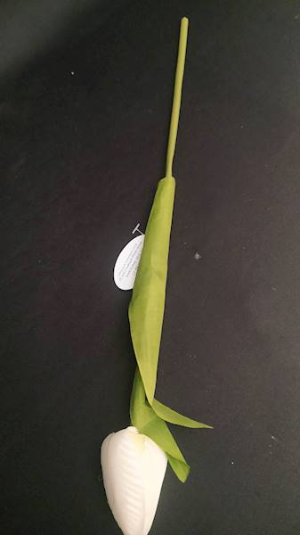 Tulipan