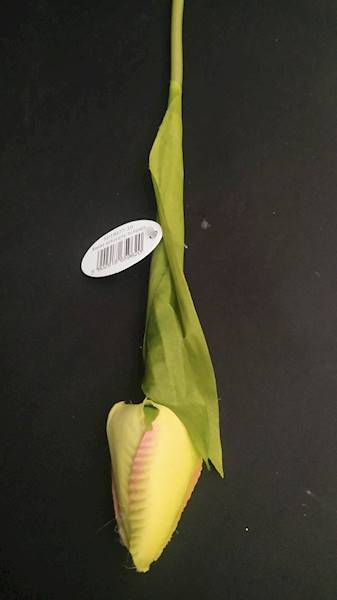 Tulipan