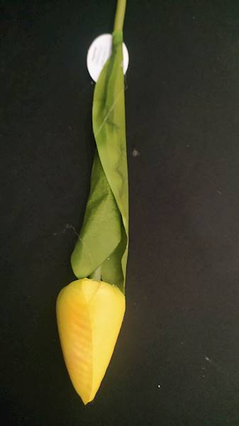 Tulipan
