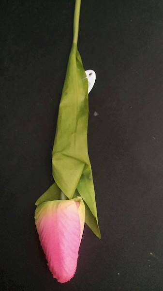 Tulipan