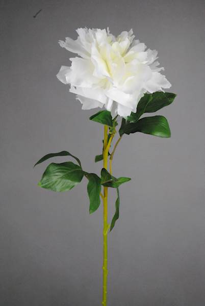 Peonia