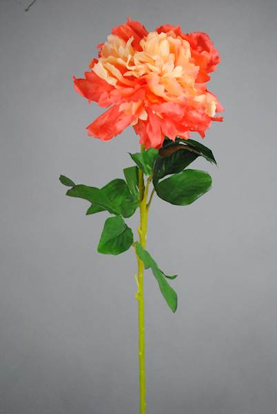 Peonia