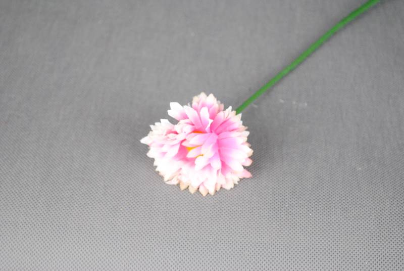 Gerbera