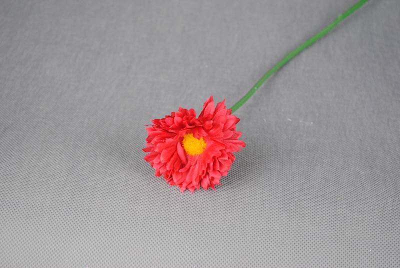 Gerbera