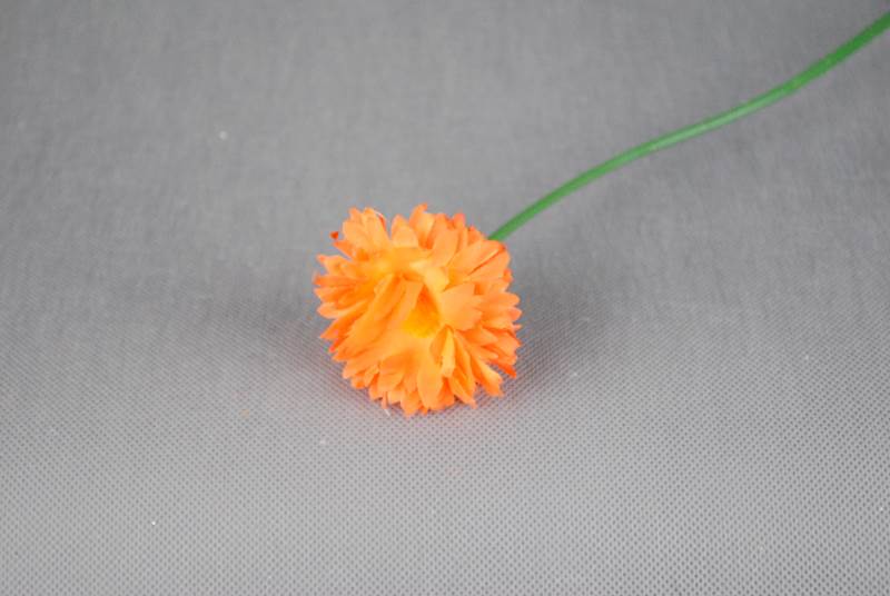 Gerbera