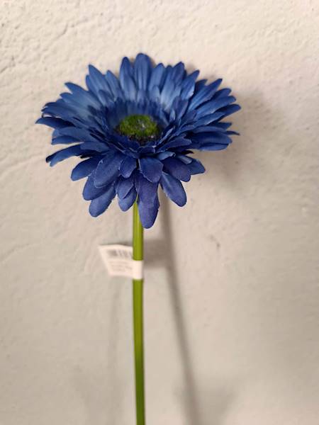 Gerbera