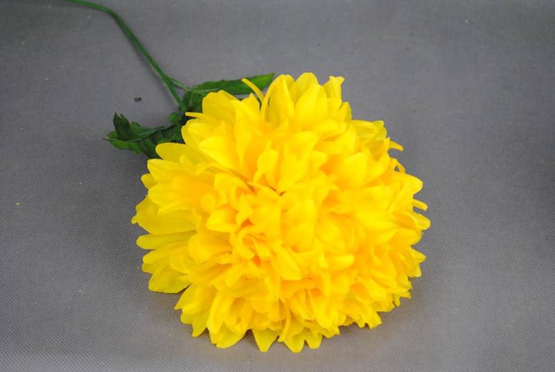 Chryzantema