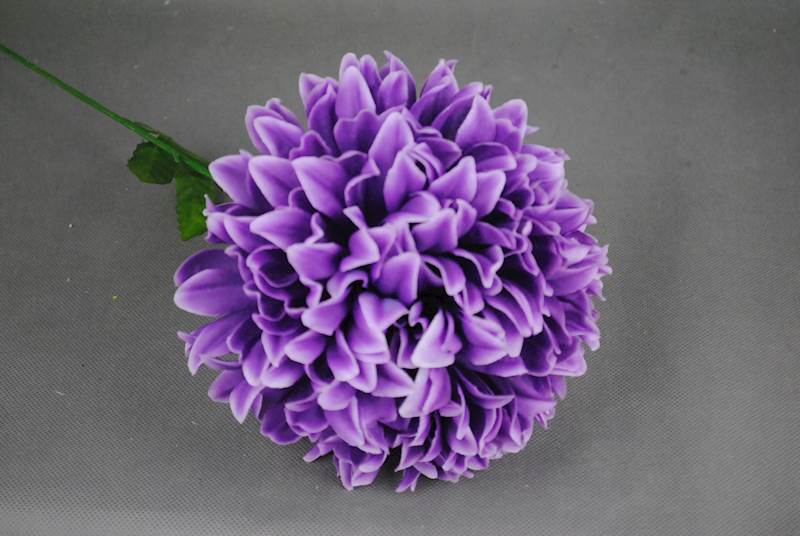 Chryzantema