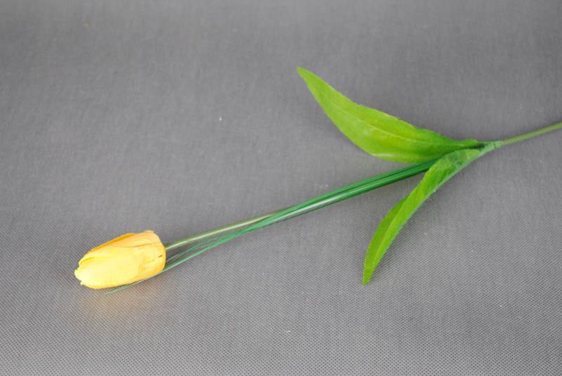 Tulipan