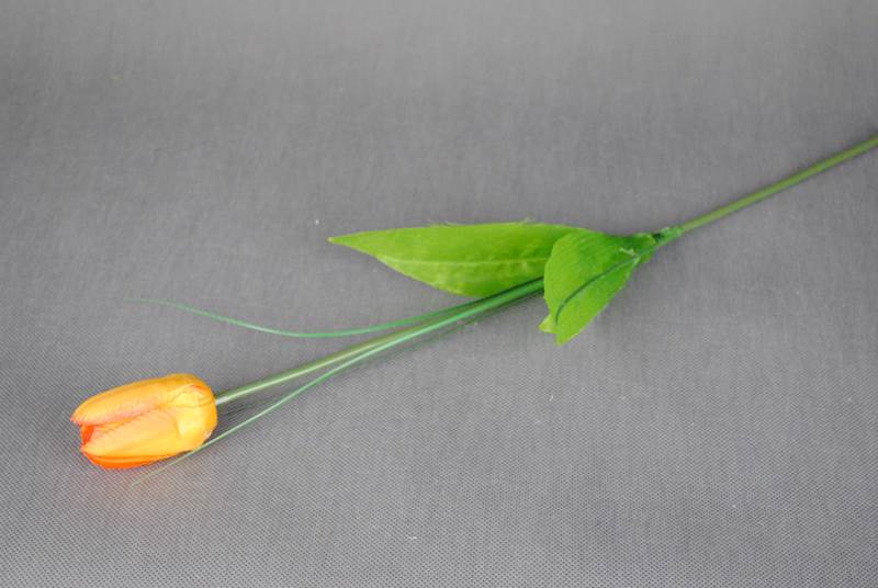Tulipan