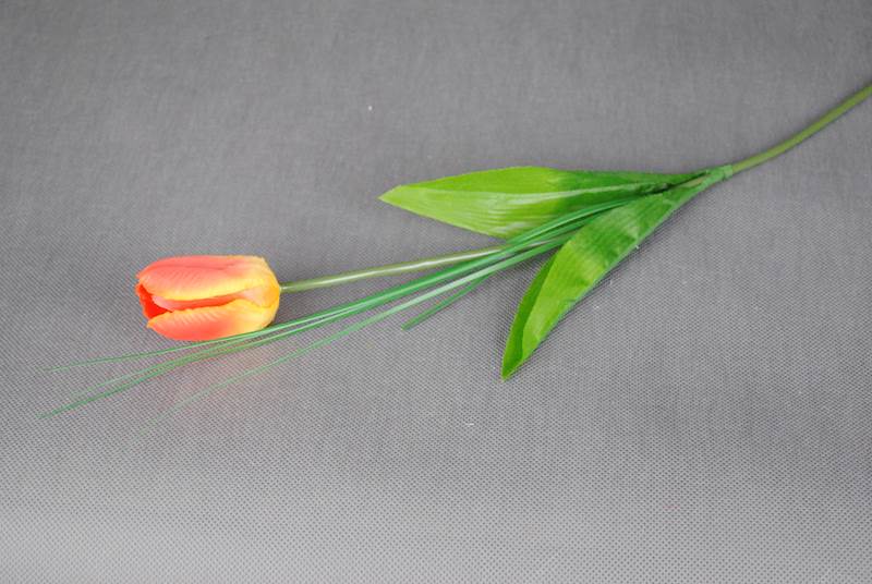 Tulipan