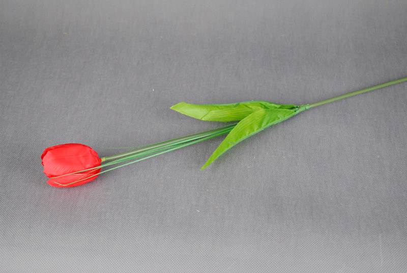 Tulipan