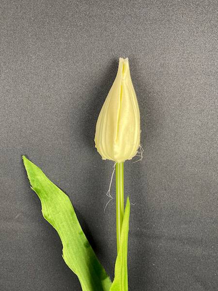 Tulipan
