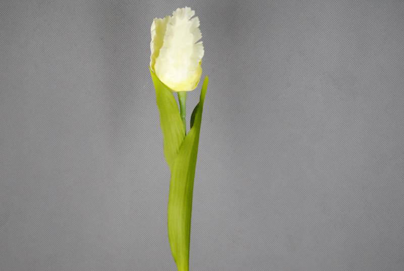 Gałązka tulipana