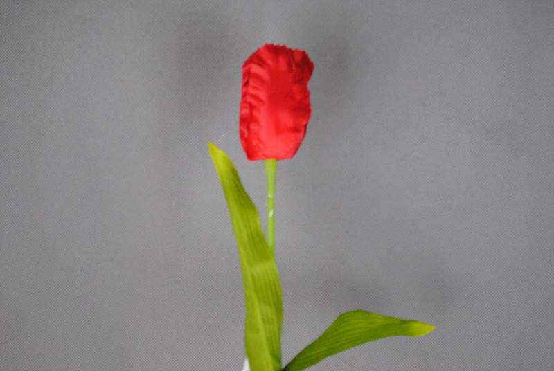 Gałązka tulipana