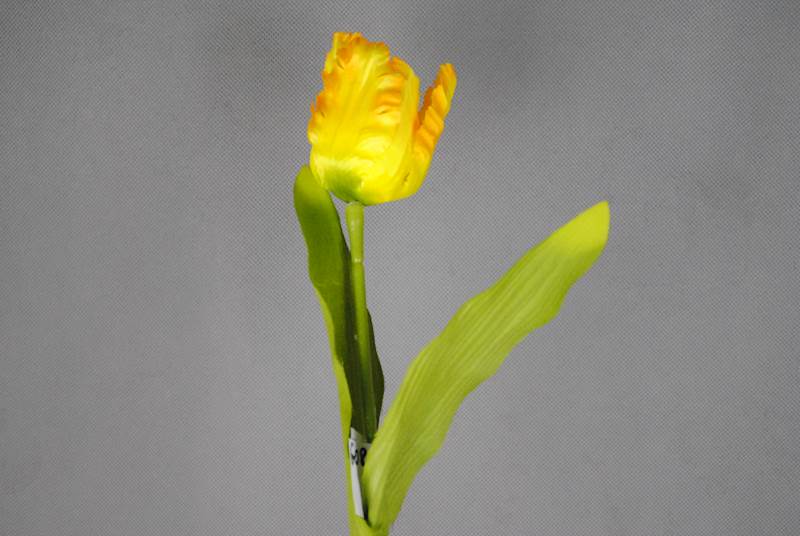 Gałązka tulipana