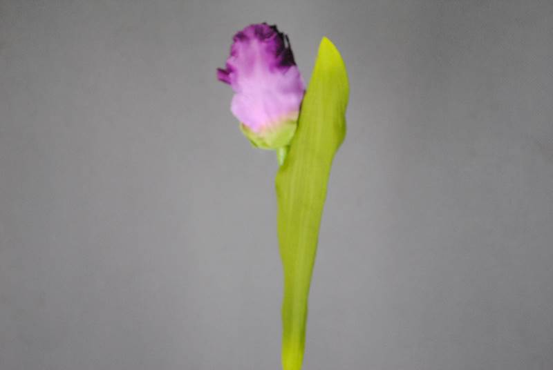 Gałązka tulipana
