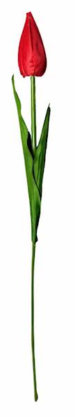Tulipan