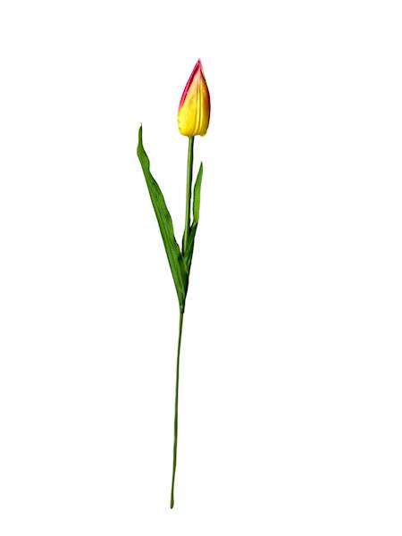 Tulipan