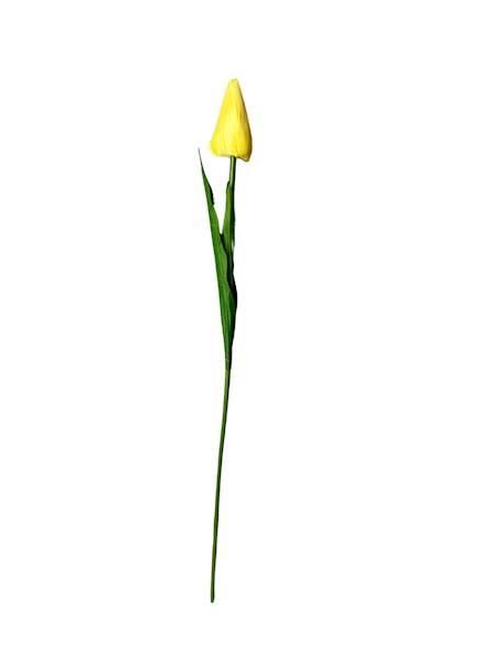 Tulipan