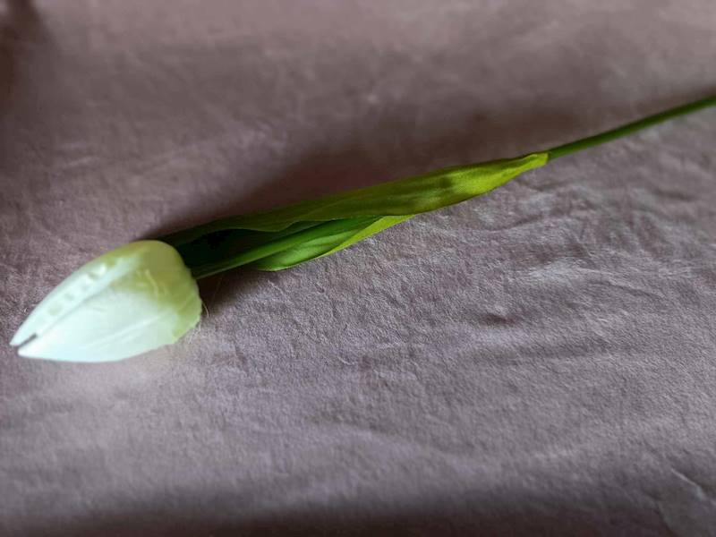 Tulipan