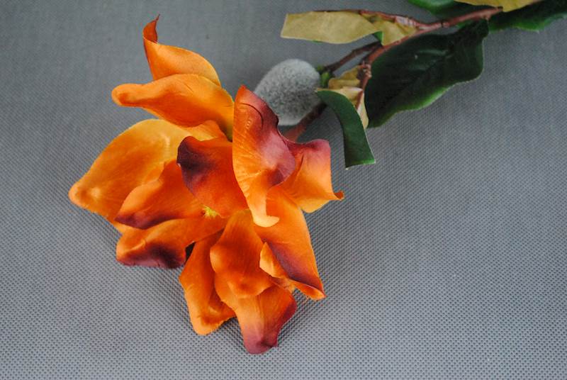 Magnolia
