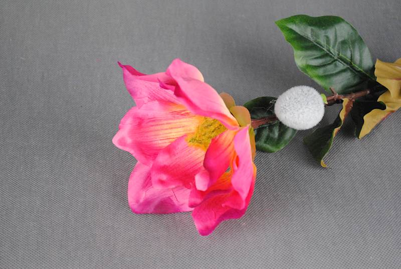 Magnolia
