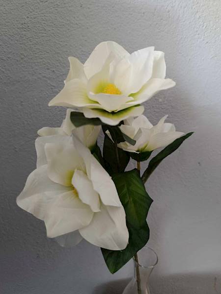 Magnolia