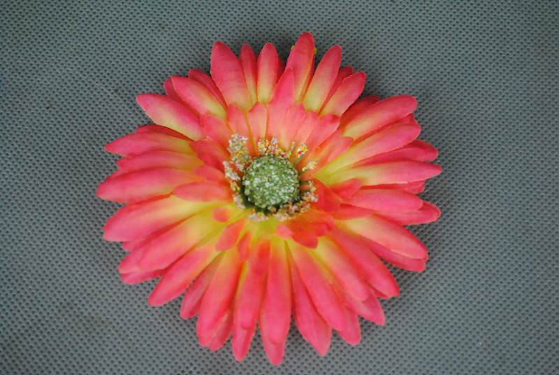 Gerbera