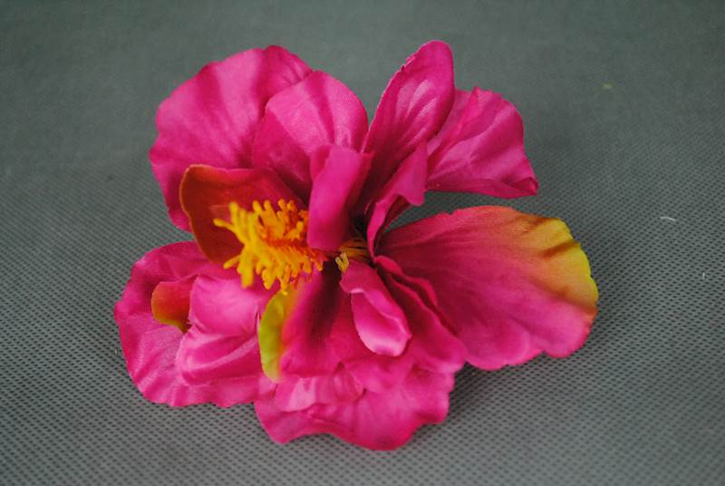 Hibiskus