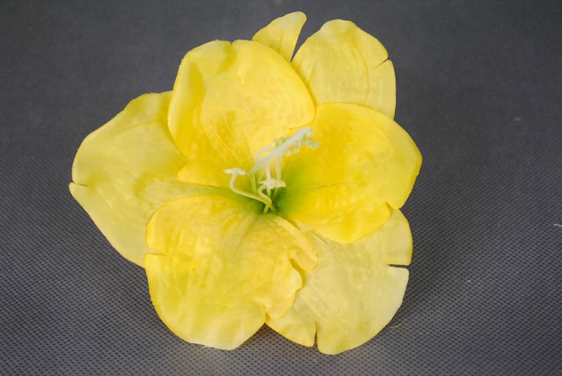 Hibiskus